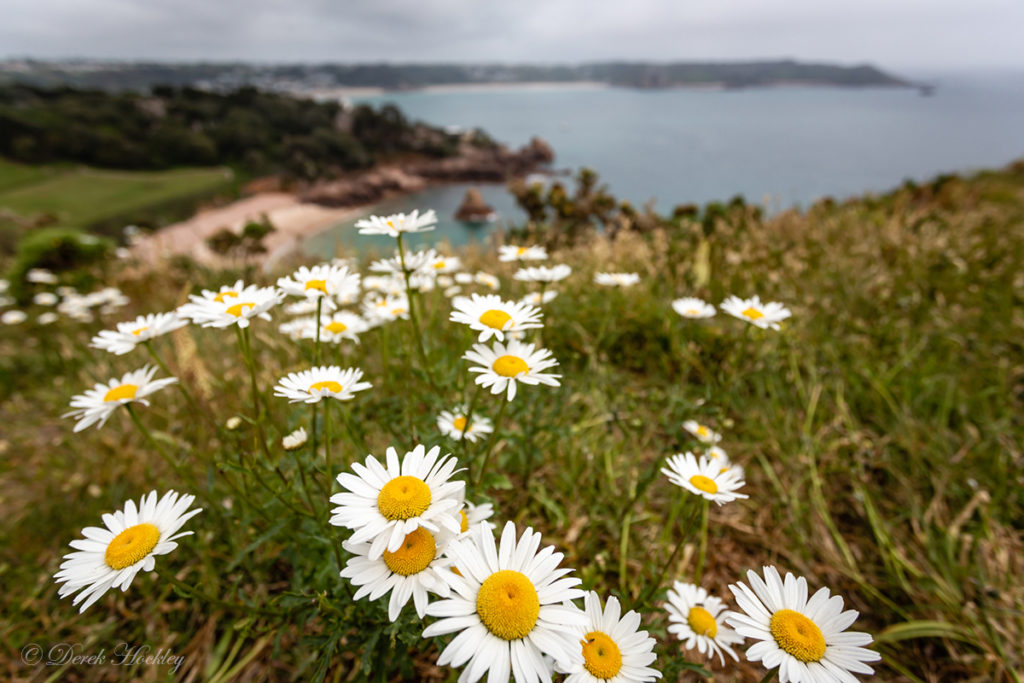 Wild Flowers DRH_7944